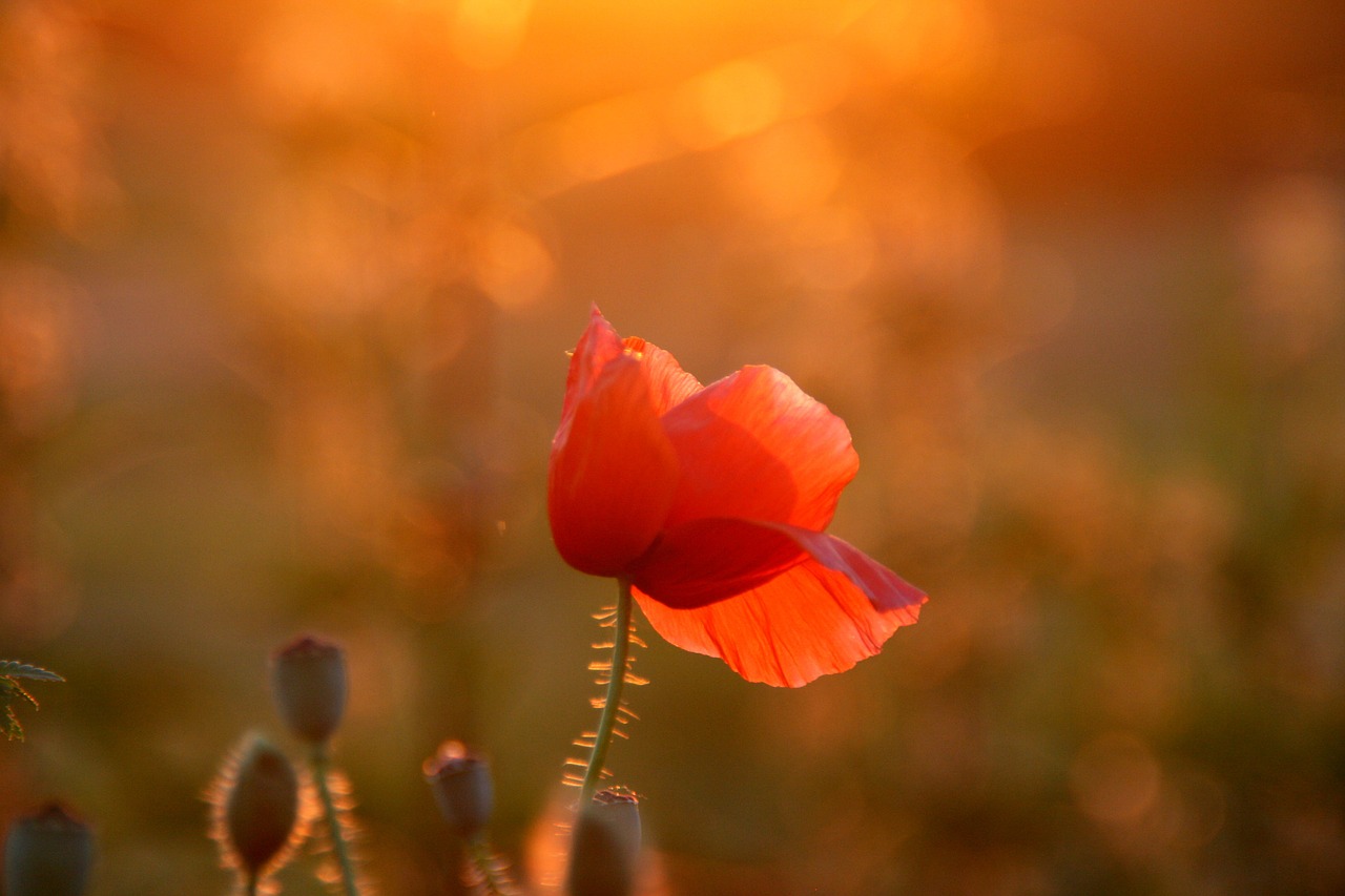 poppy red sunset free photo