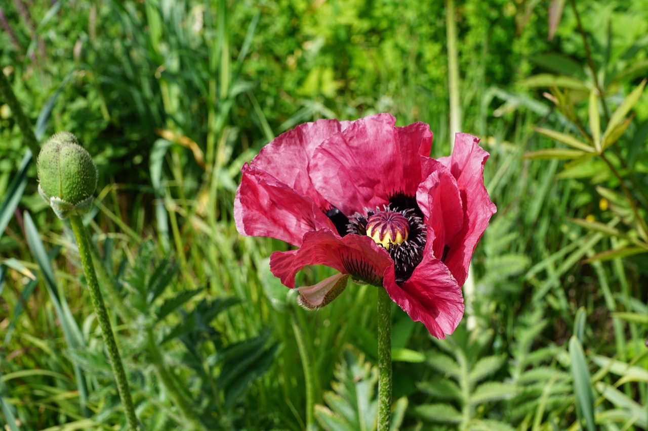 poppy flower blossom free photo