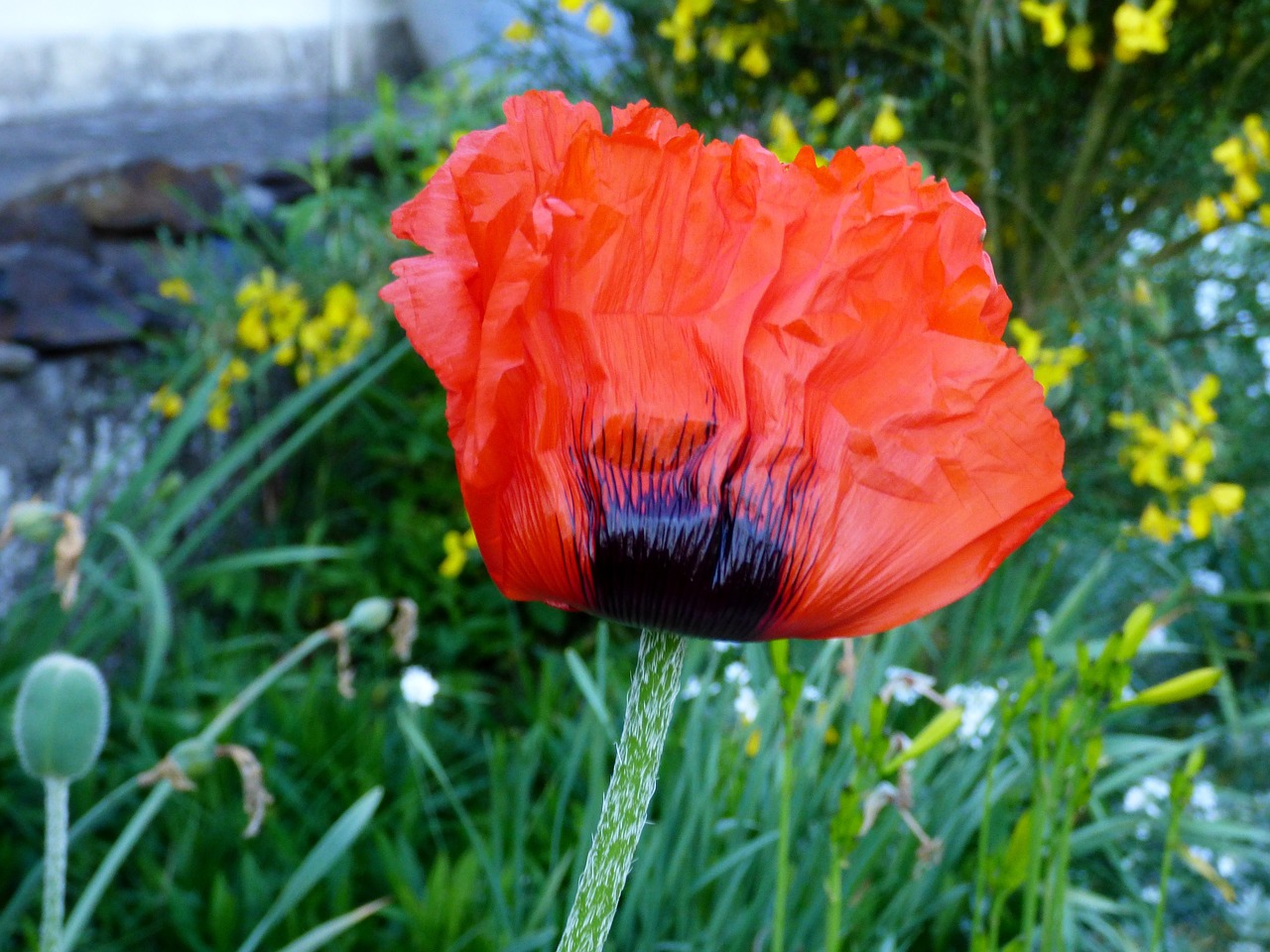 poppy red spring free photo