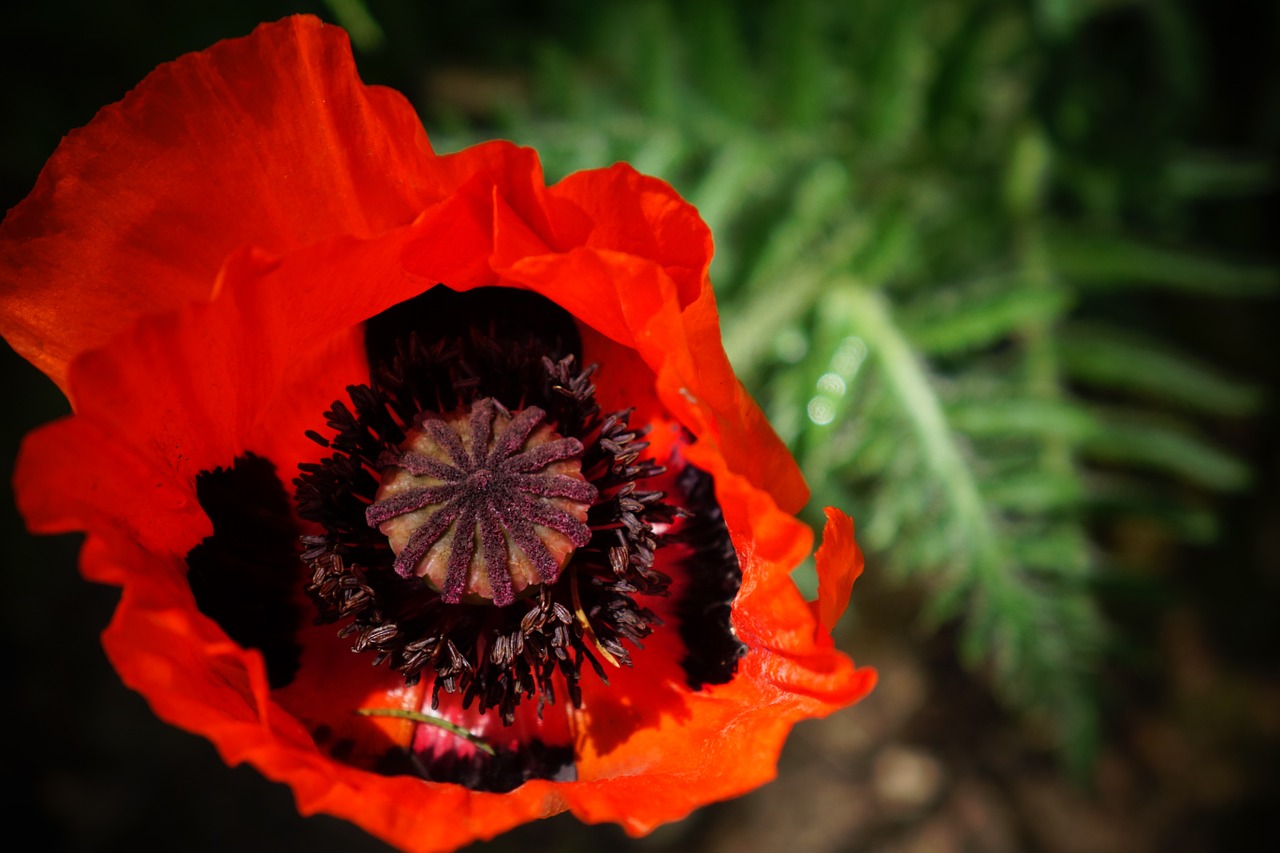 poppy flower red free photo