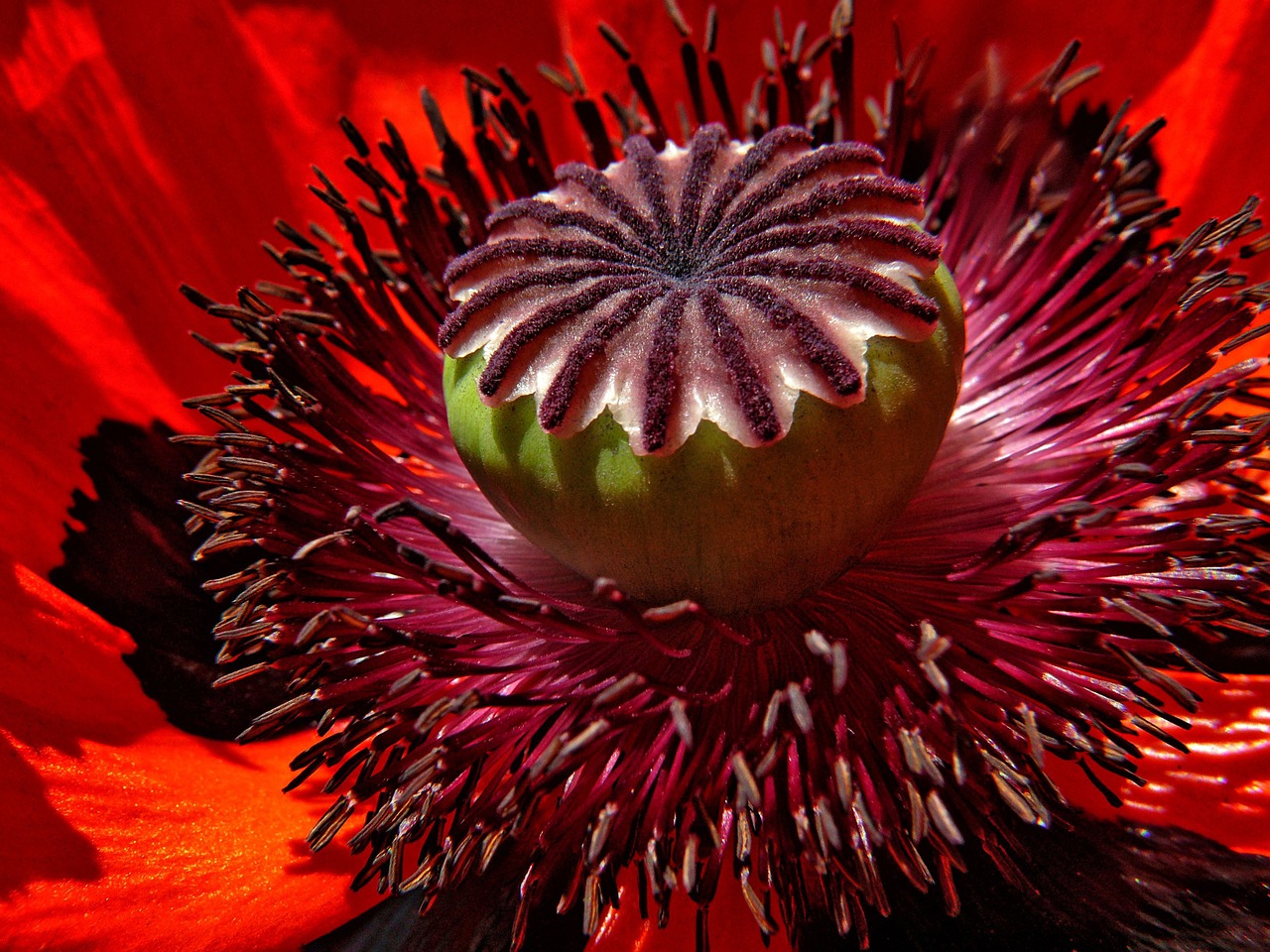 poppy flower red free photo