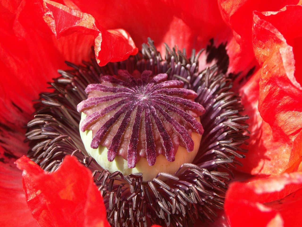 poppy red flowers free photo