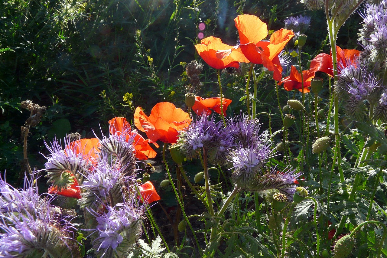 poppy red thistle free photo