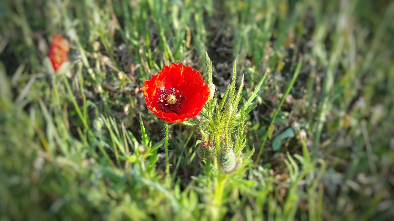 poppy klatschmohn poppy flower free photo