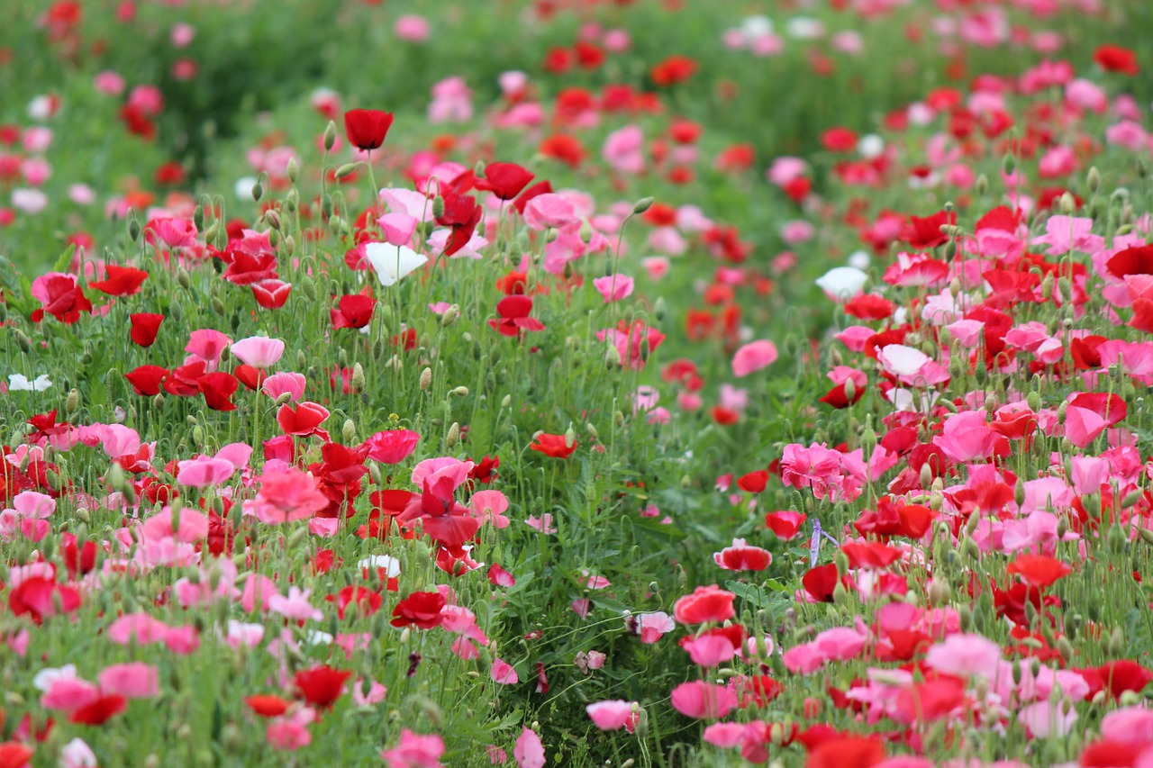 poppy ita flowers free photo