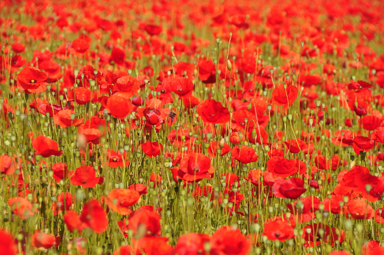 poppy summer flowers flowers free photo