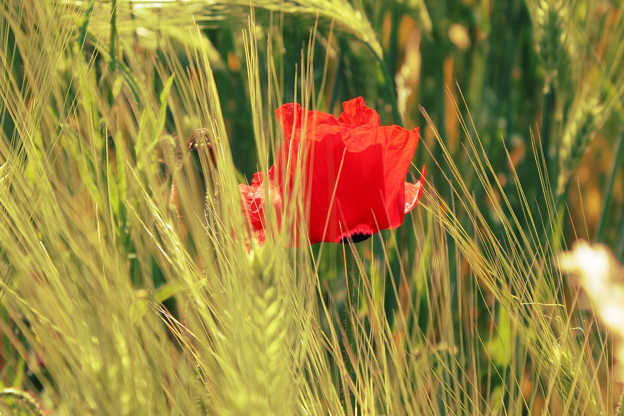 poppy field cornfield free photo