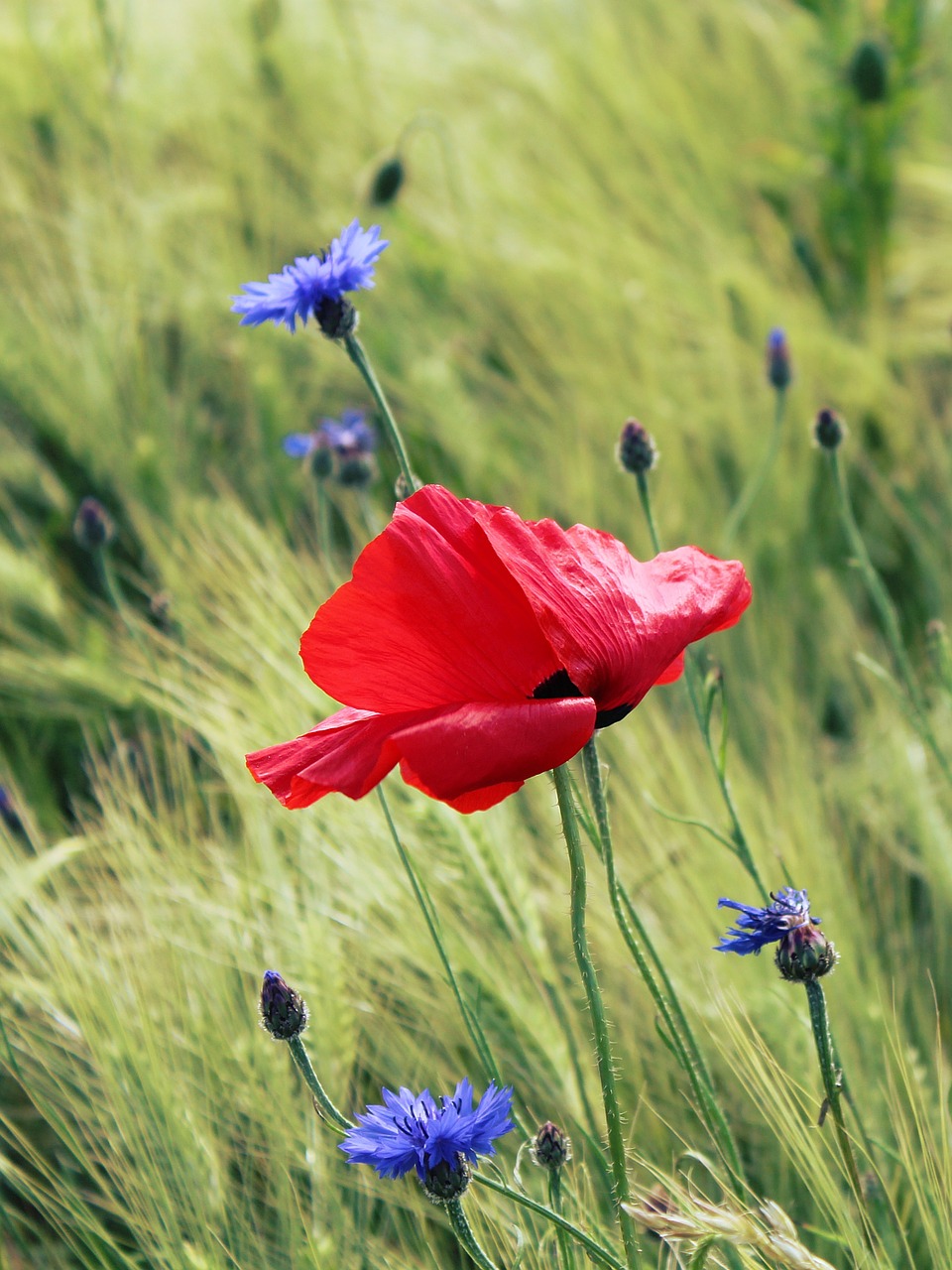 poppy red poppy klatschmohn free photo