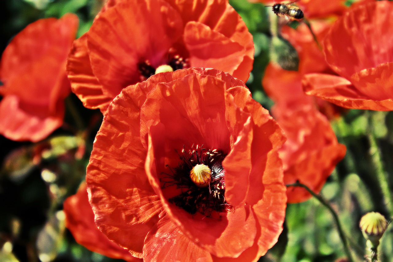 poppy hdr flower free photo