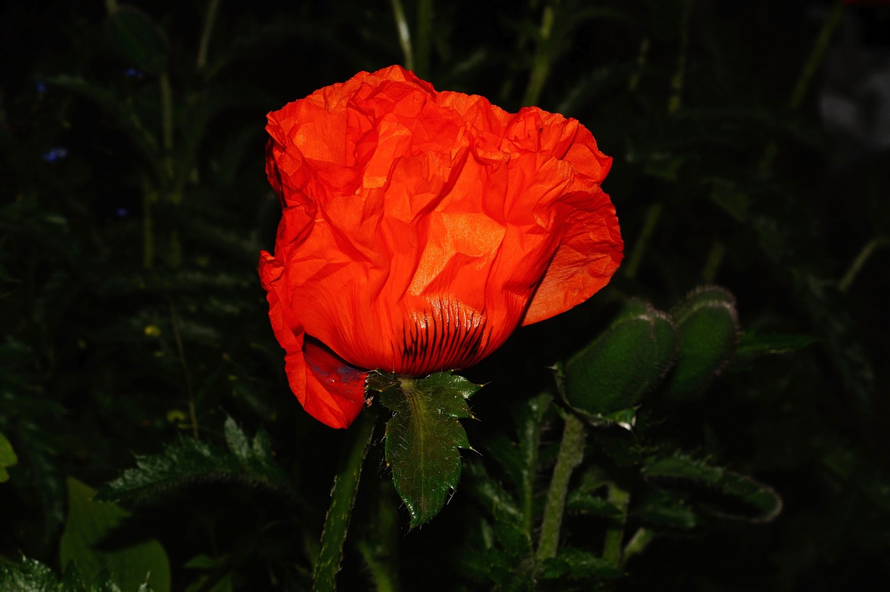 poppy blossom bloom free photo