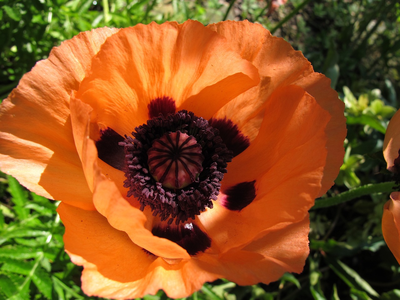 poppy flower poppy flower free photo