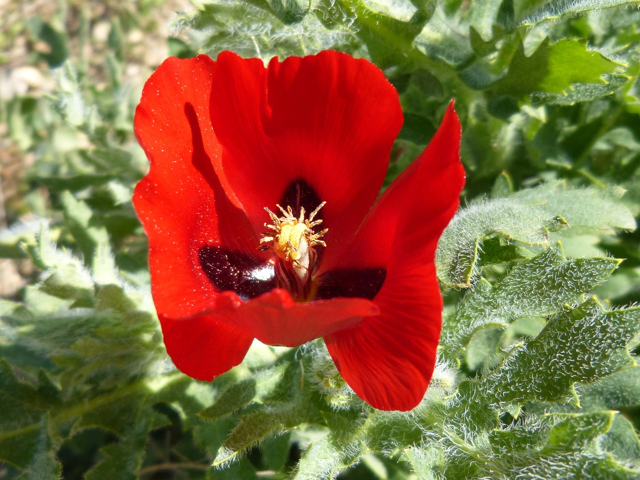 poppy flower spring free photo