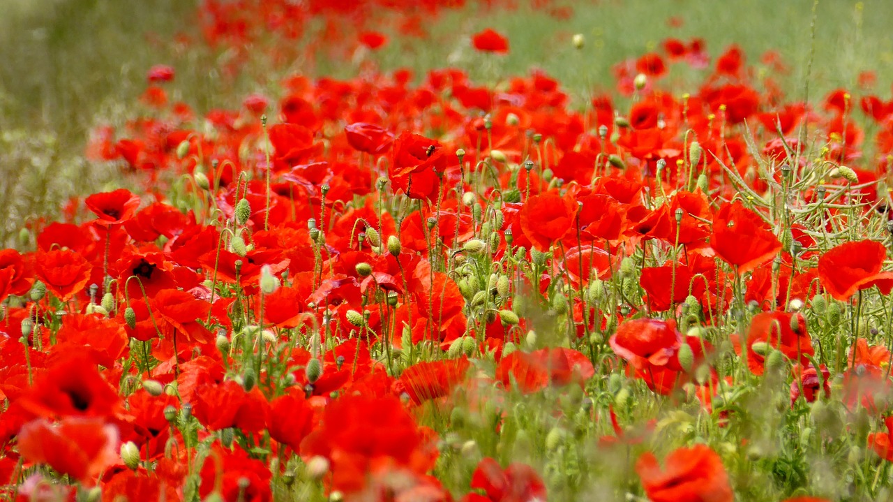 poppy klatschmohn flower free photo