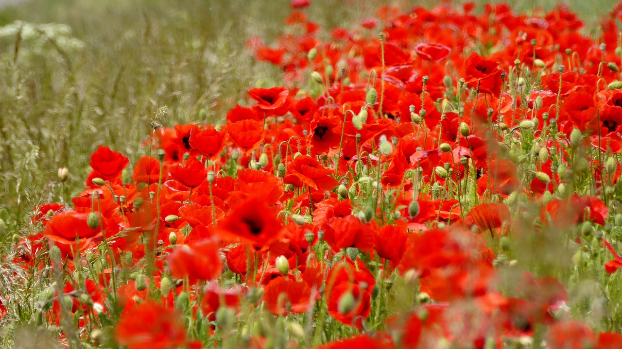 poppy klatschmohn flower free photo