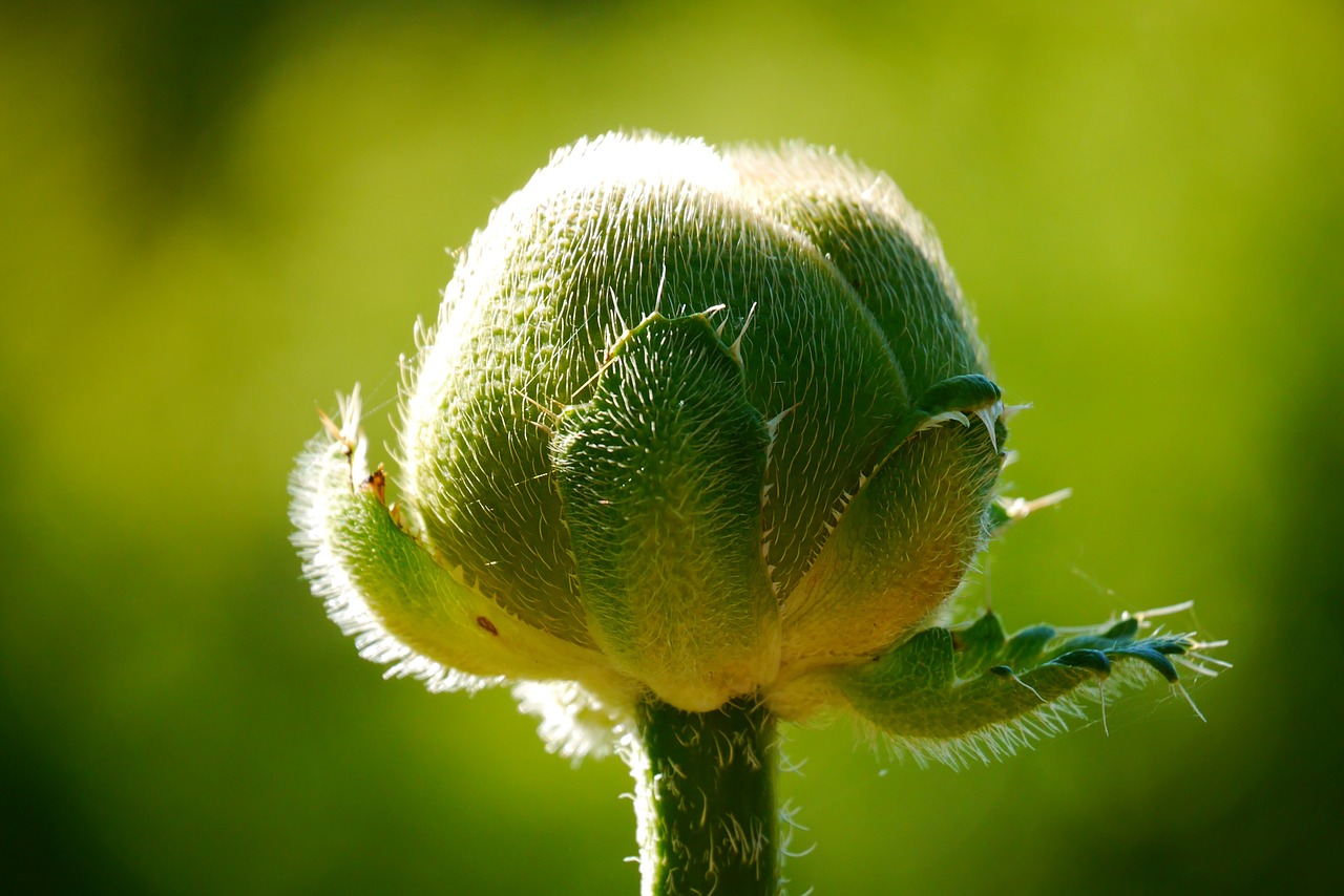 poppy flower klatschmohn free photo