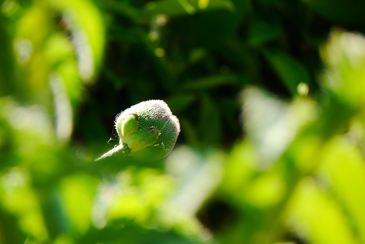 poppy bud flower free photo