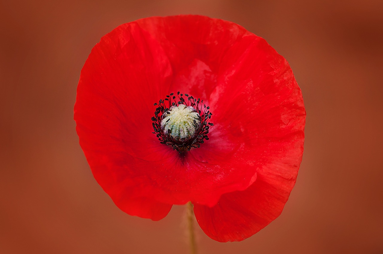 poppy flower blossom free photo