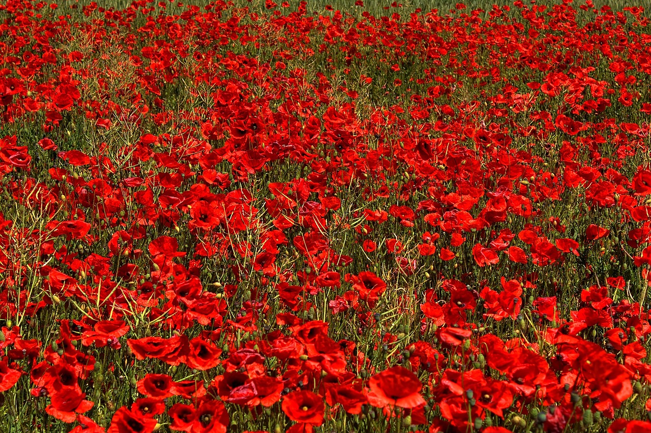 poppy brandenburg flower free photo