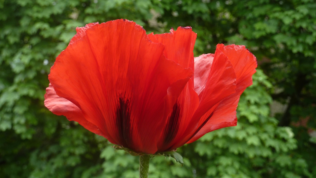 poppy flower summer free photo