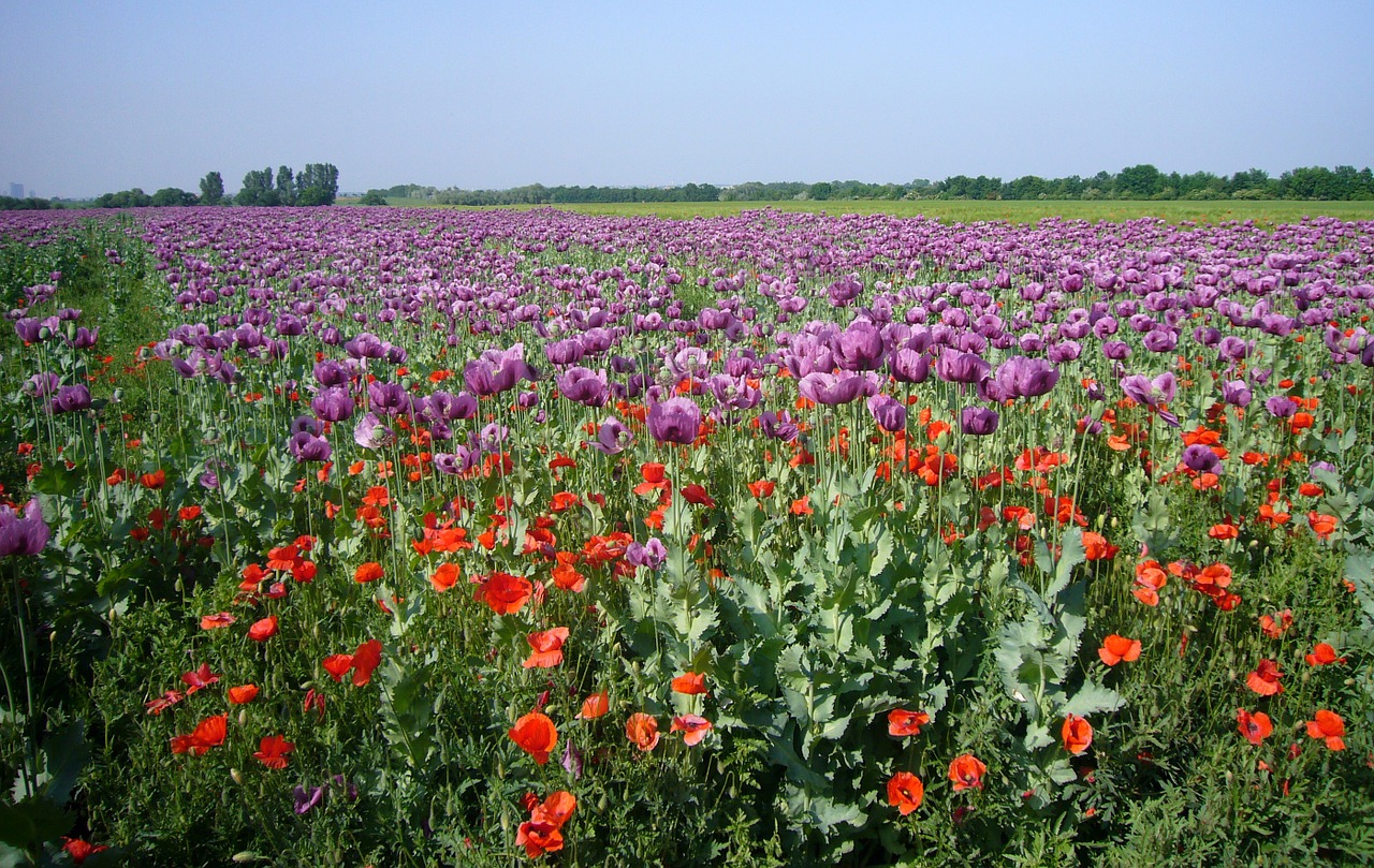 poppy field field of poppies free photo