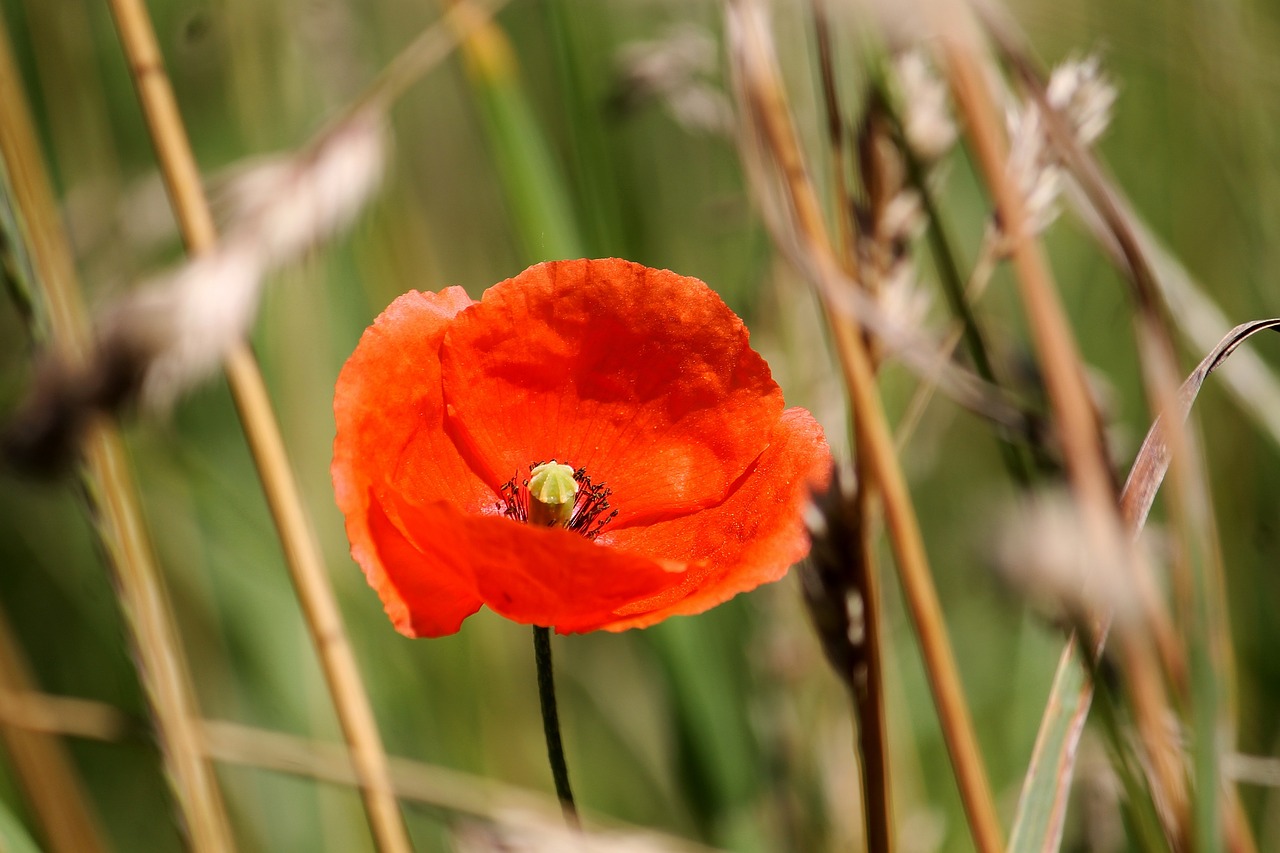 poppy field flowers free photo