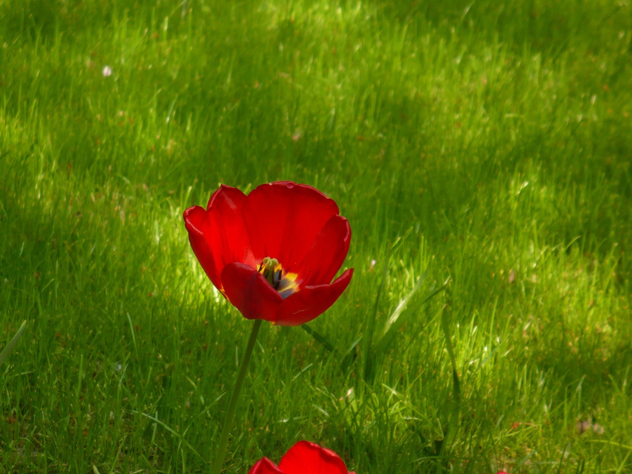 poppy cis flower free photo