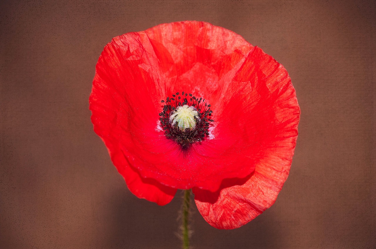 poppy red red poppy free photo