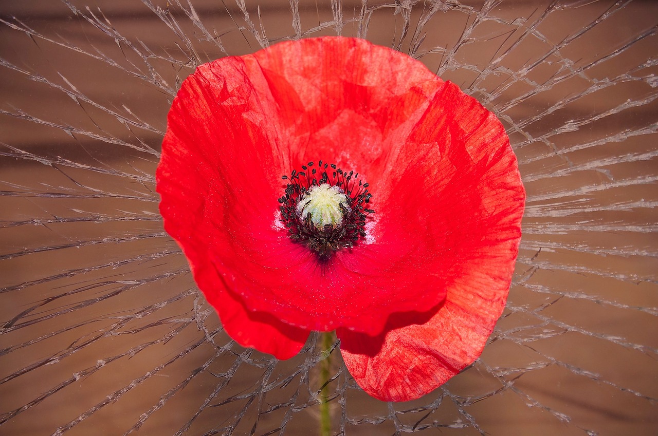 poppy flower red free photo