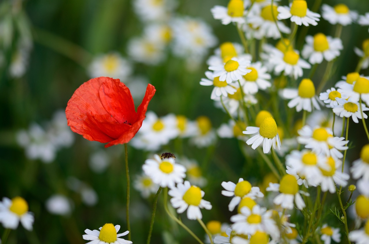 poppy blossom bloom free photo