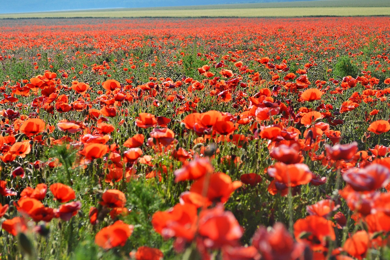 poppy field red free photo