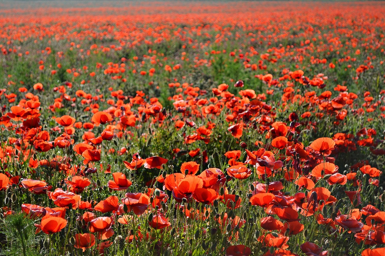 poppy field red poppy free photo