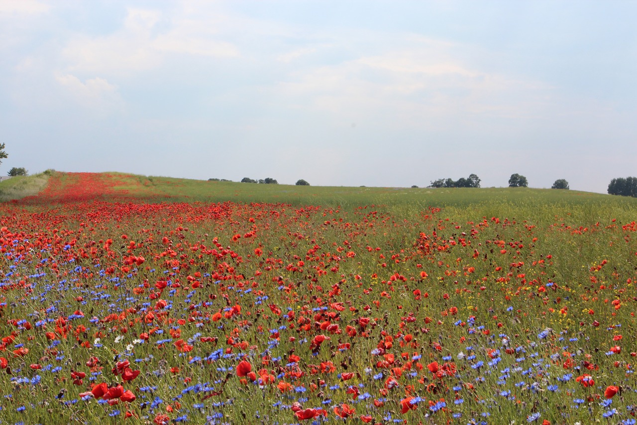 poppy cornflowers nature free photo