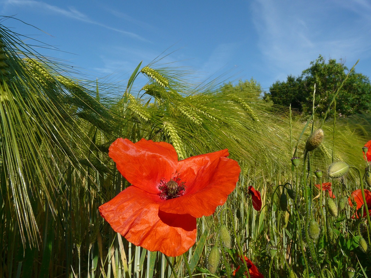 poppy red poppy field of corn spike free photo