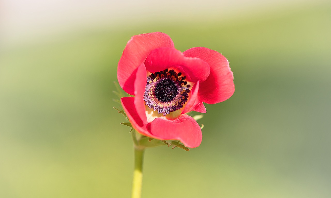 poppy flower red poppy free photo