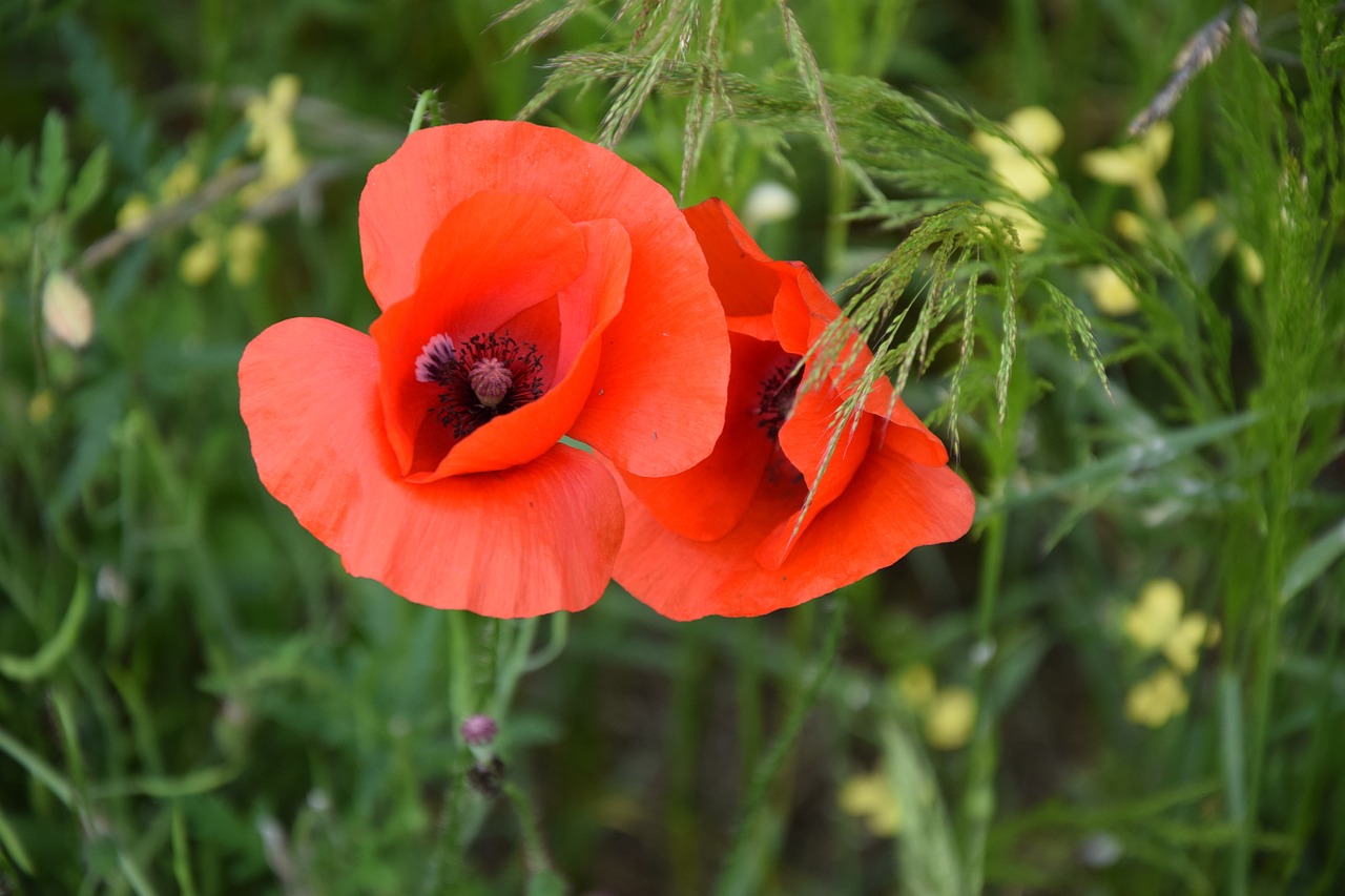 poppy flower nature free photo