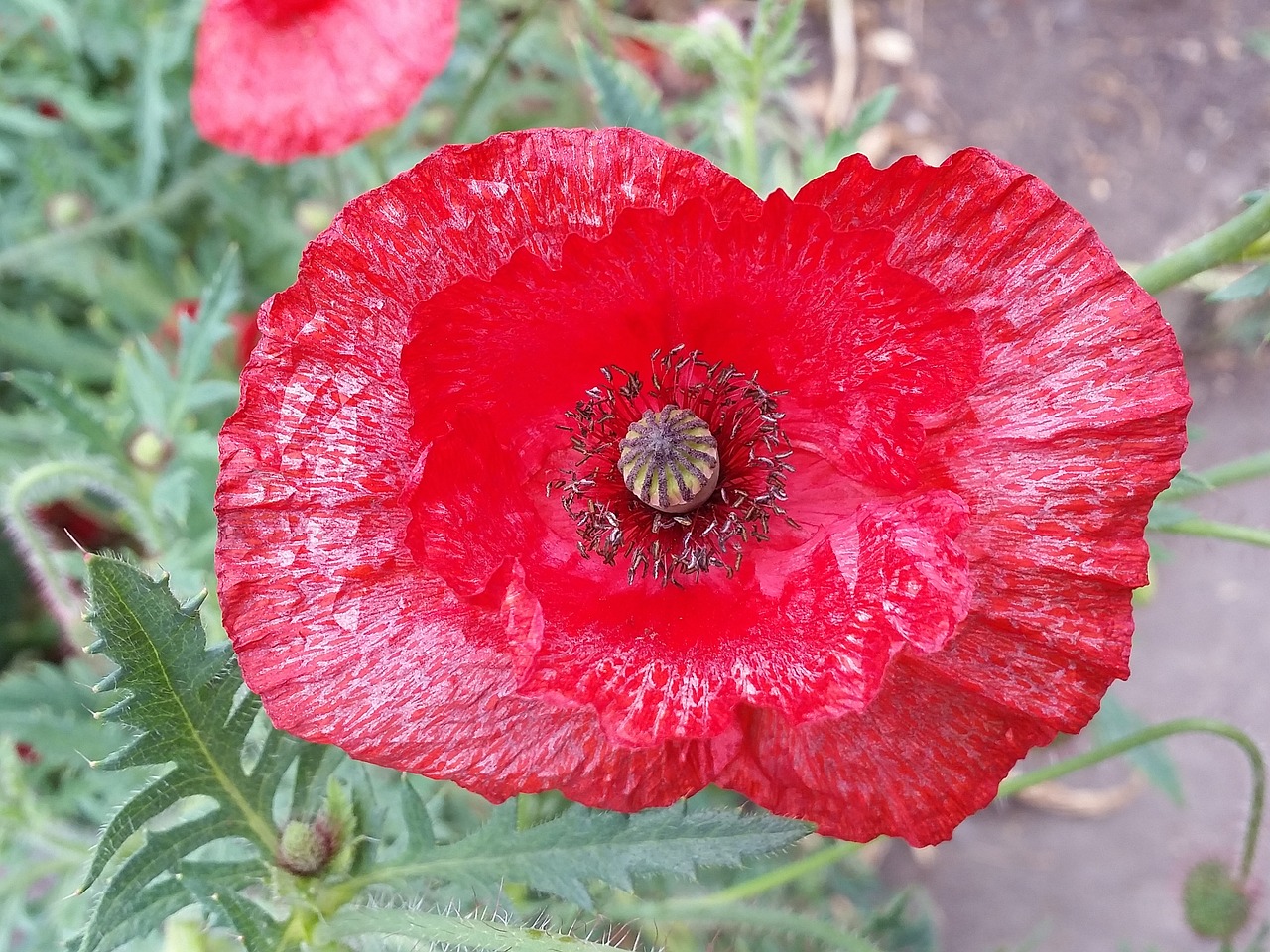 poppy flower nature free photo