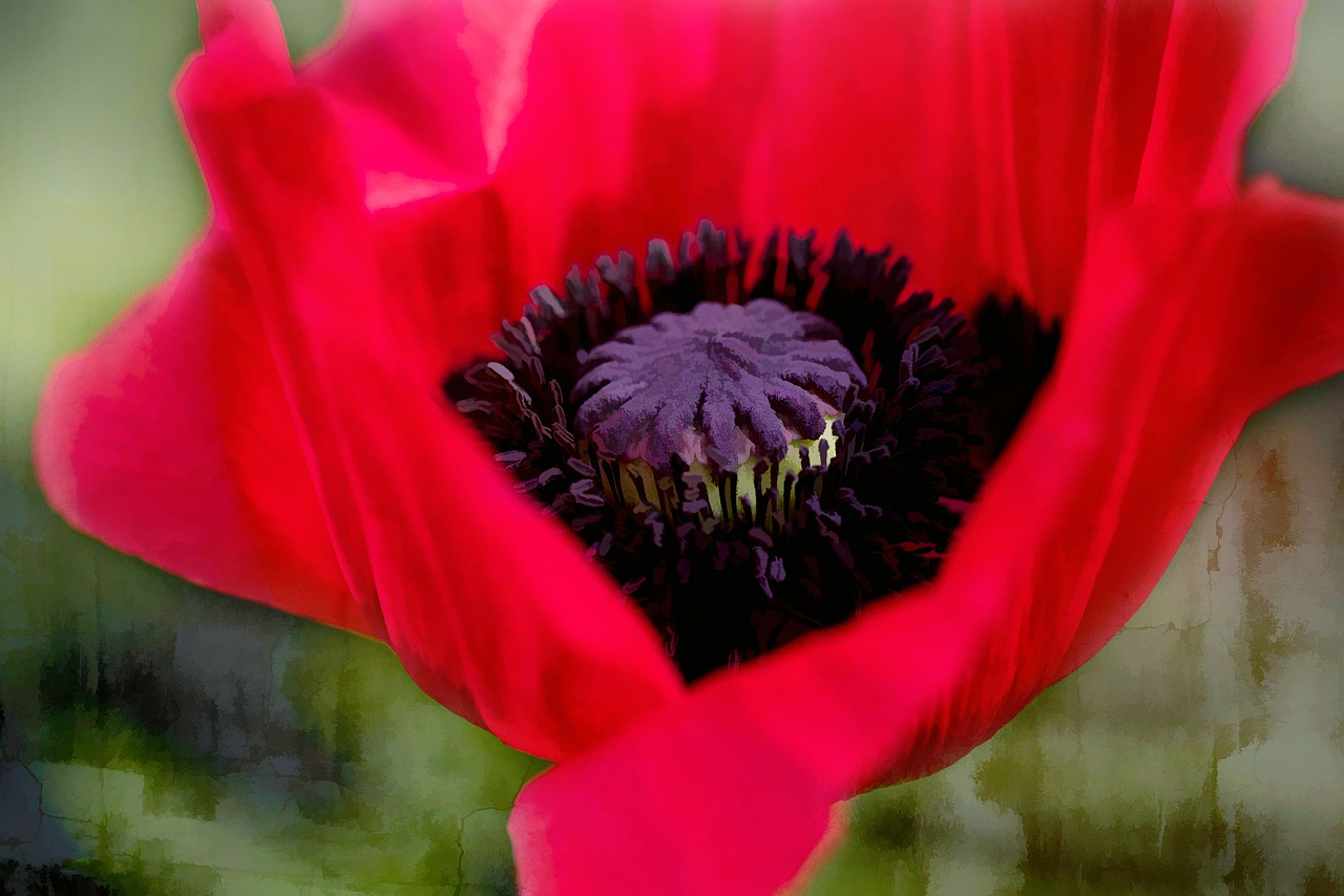 poppy red flower free photo