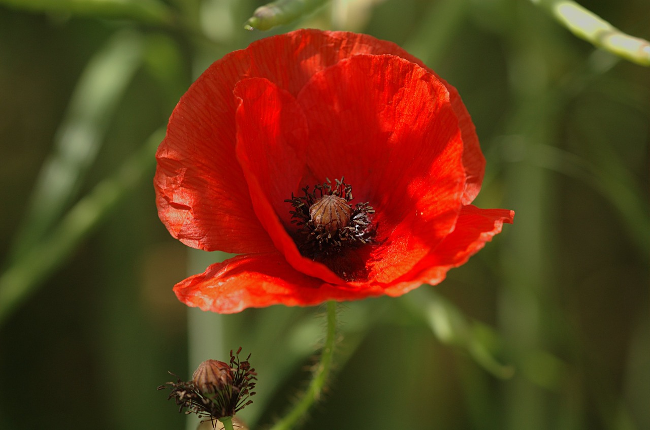 poppy flower flora free photo