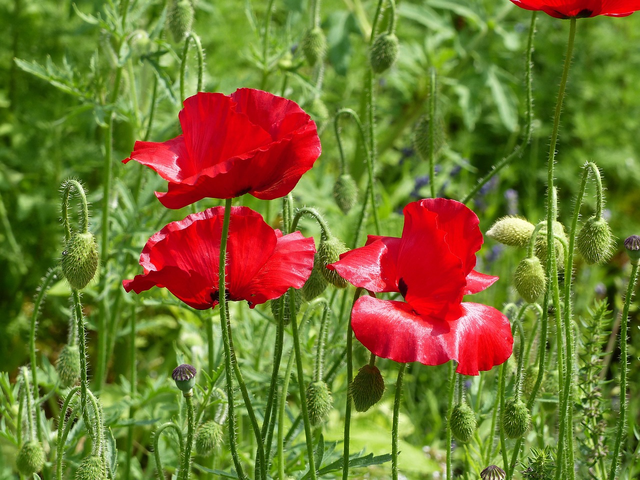 poppy red green free photo