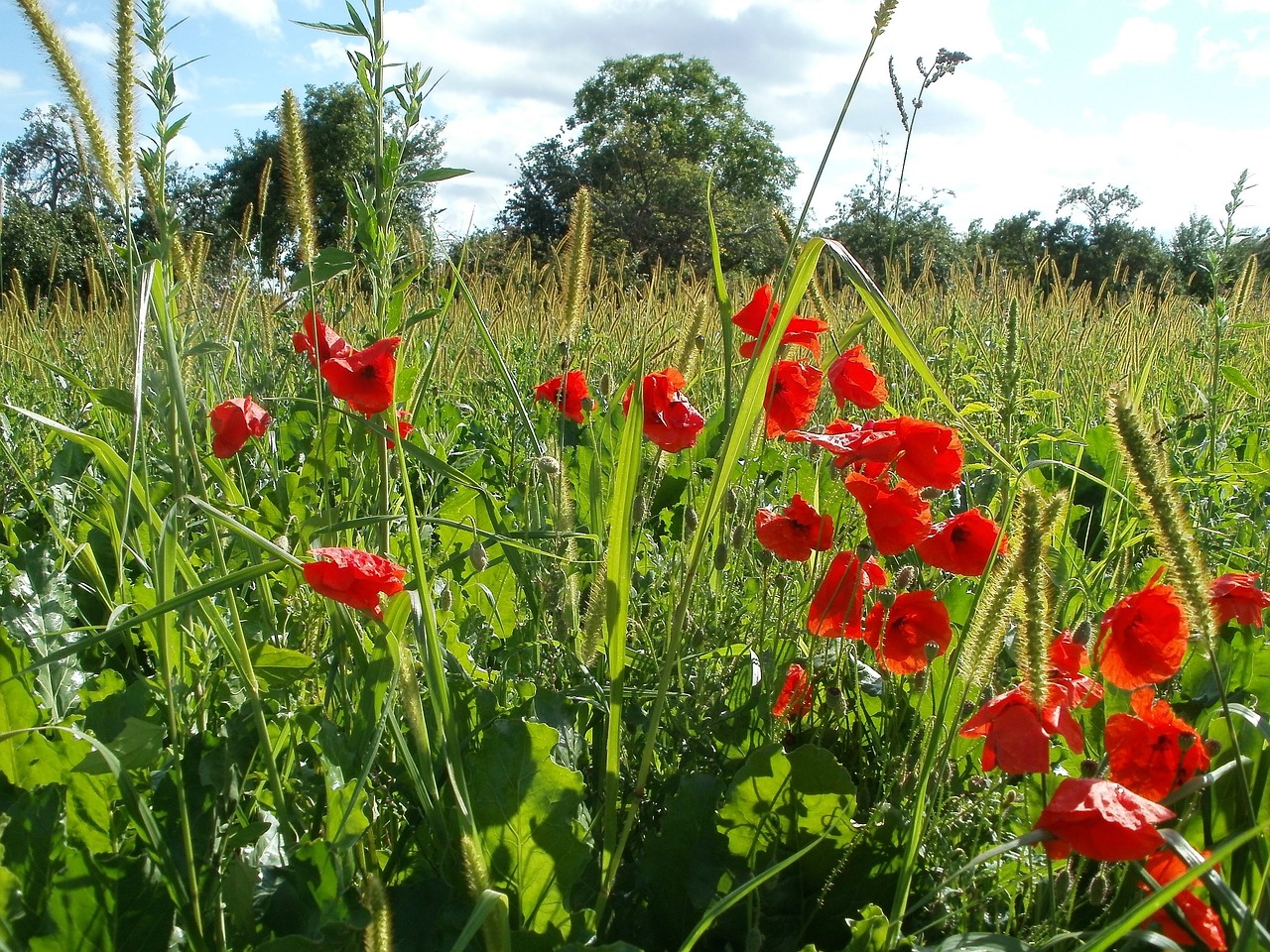 poppy meadow papaver free photo