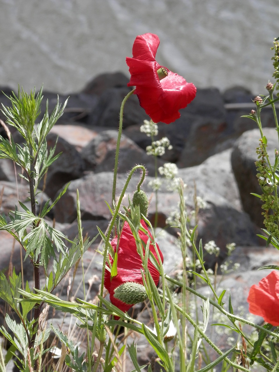 poppy red summer free photo