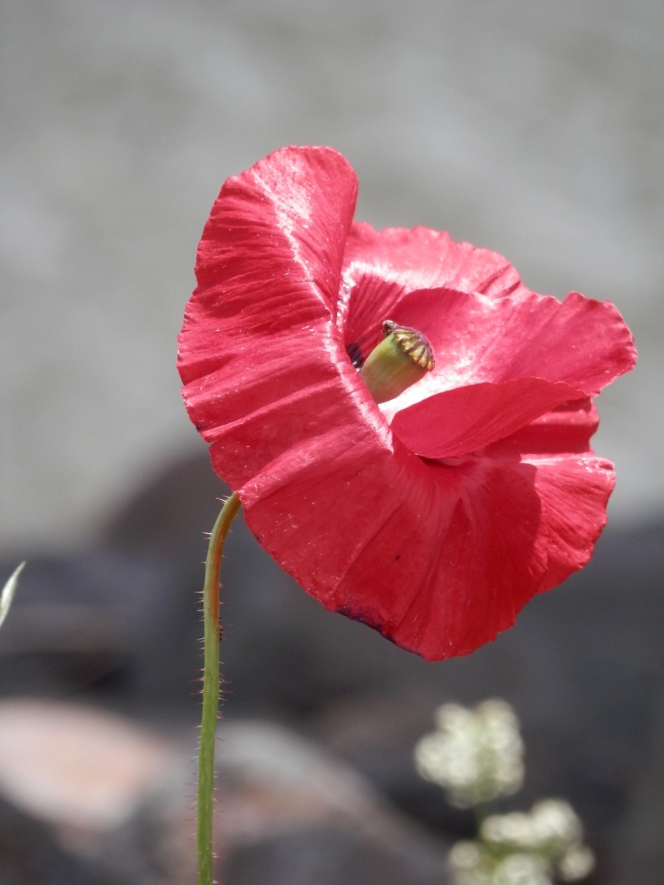 poppy red close free photo