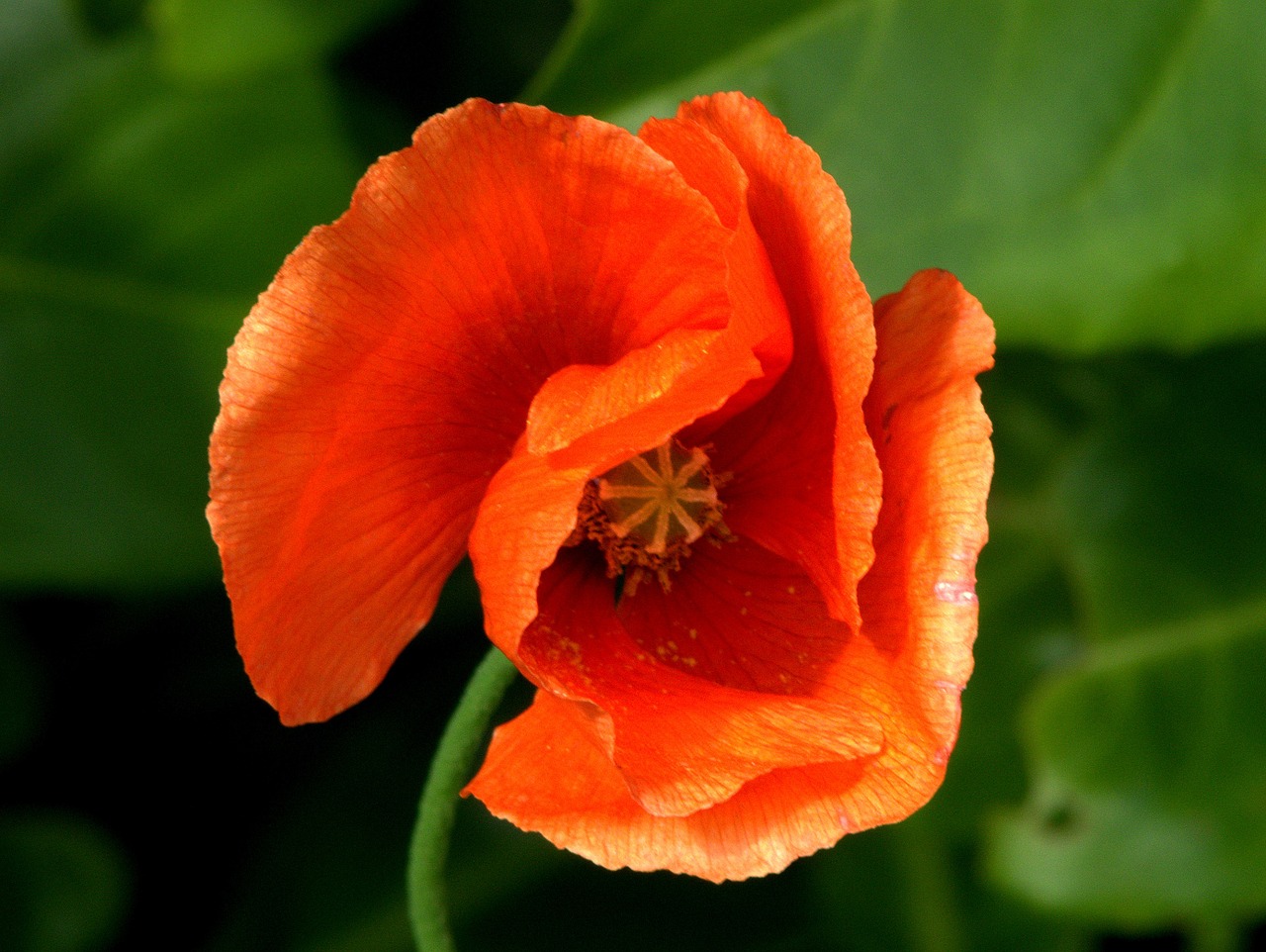 poppy flower orange free photo