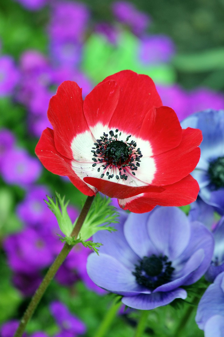 poppy red nature free photo