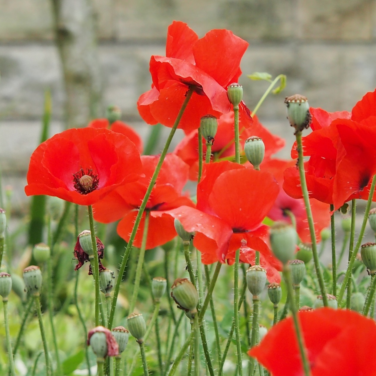 poppy flower summer free photo