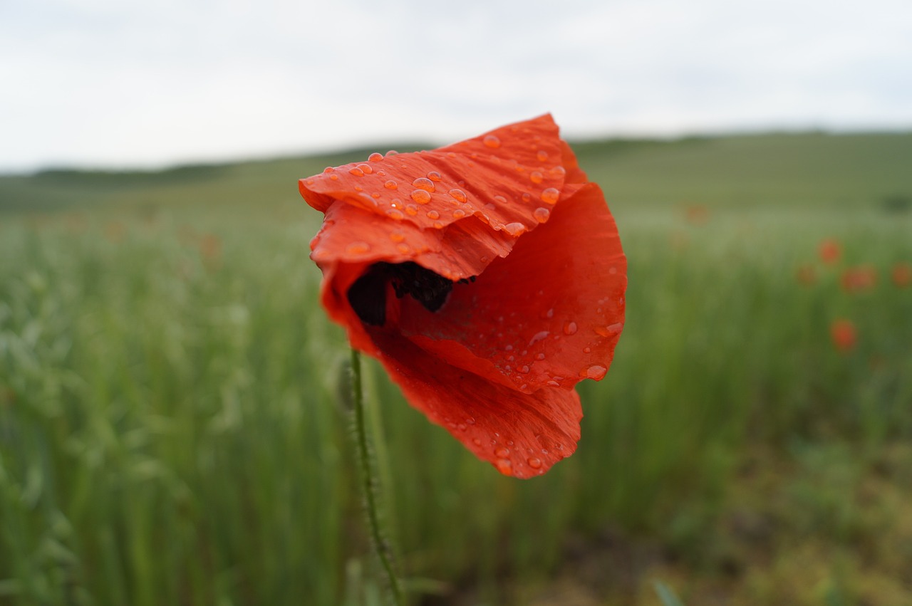 poppy red meadow free photo