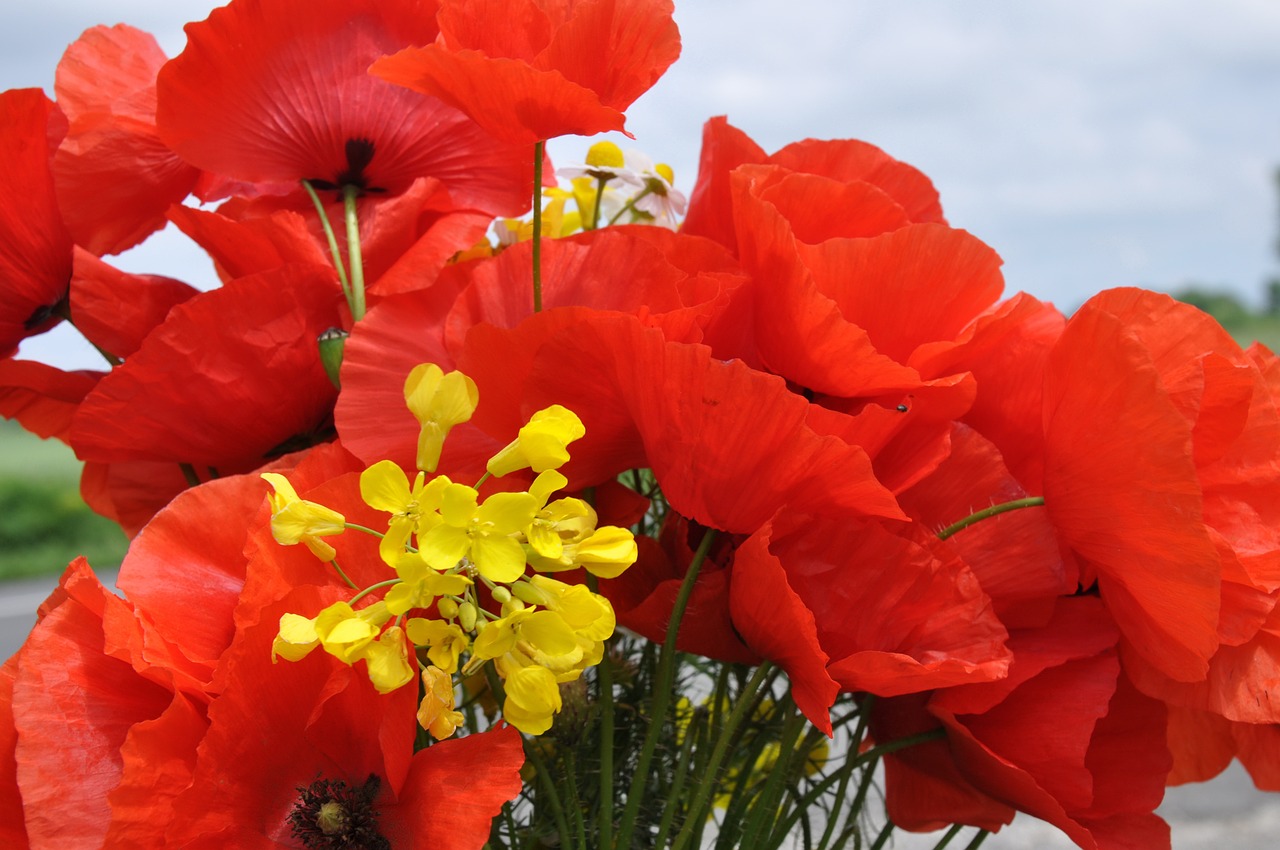 poppy nature meadow flower free photo