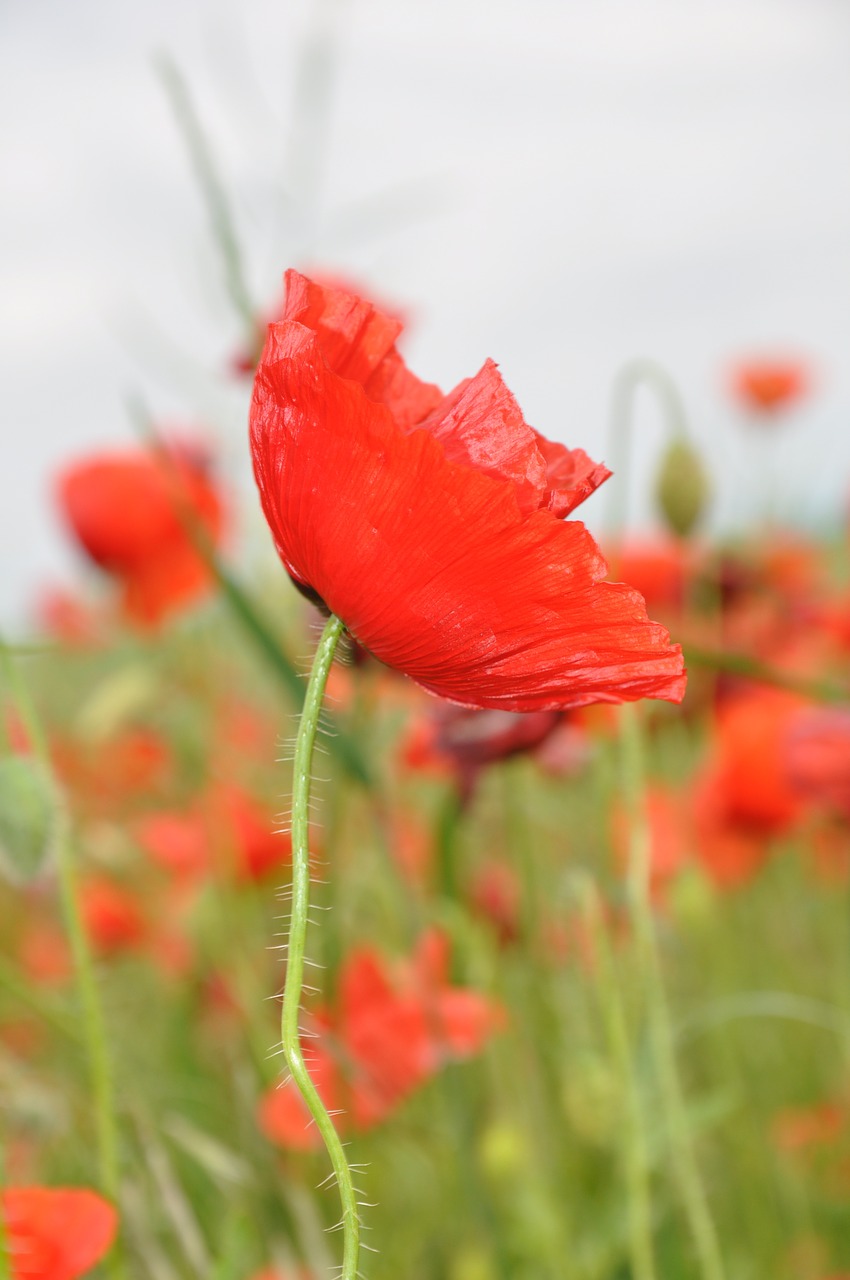 poppy nature meadow flower free photo