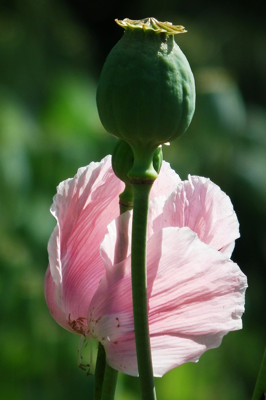 poppy pink blossom free photo