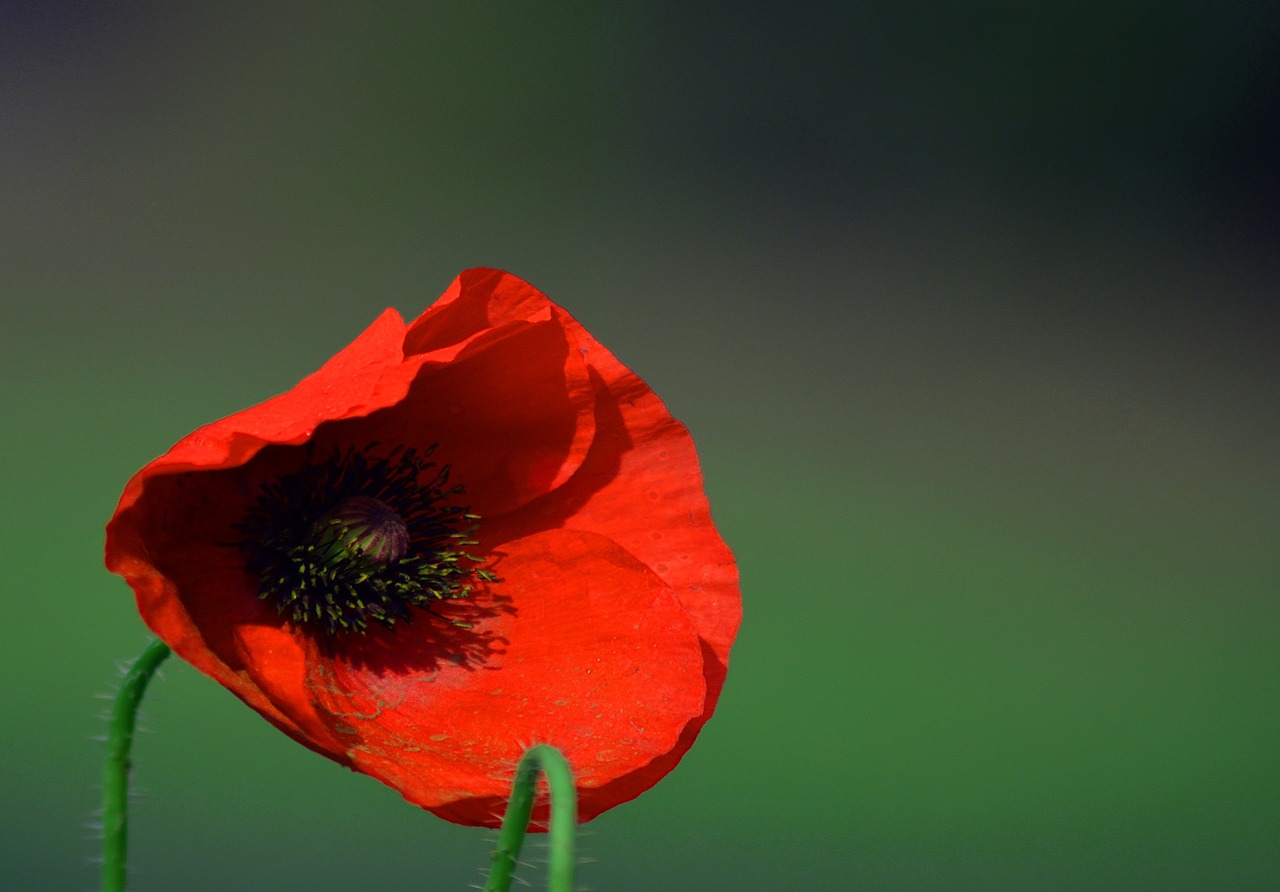 poppy flower colour free photo